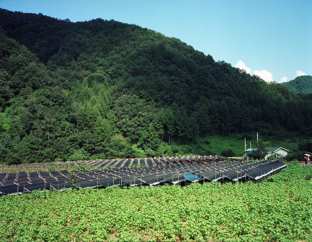 Growing Ginseng